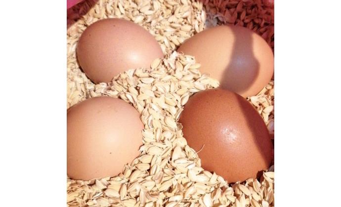 000004 孵化率高いです 自由研究にも|鶏有精卵20個